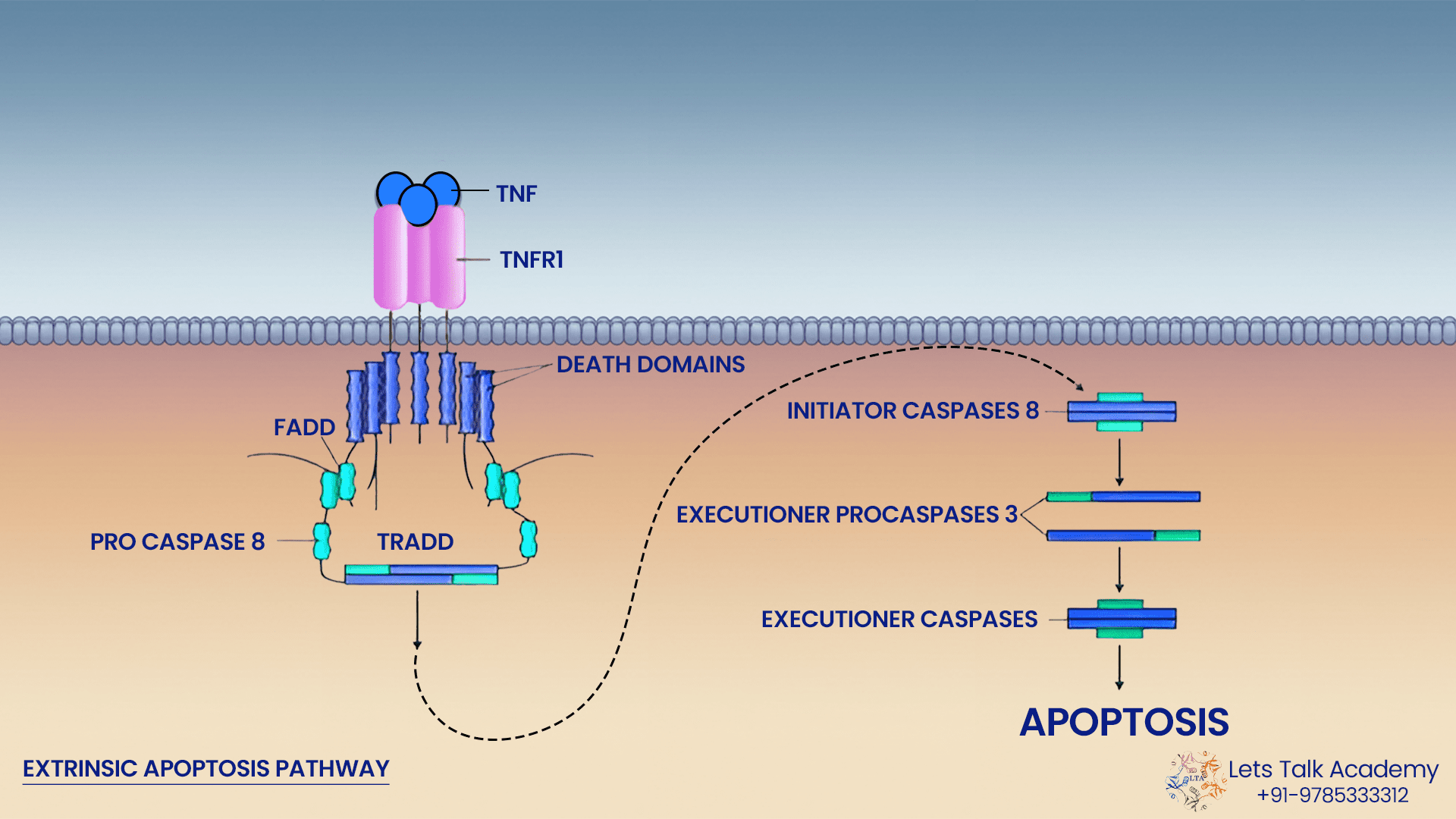 Extrinsic Pathway Of Apoptosis The Extrinsic Pathway Of 1376x768